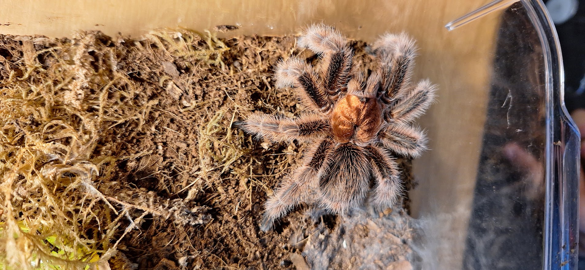 Fluffy boi